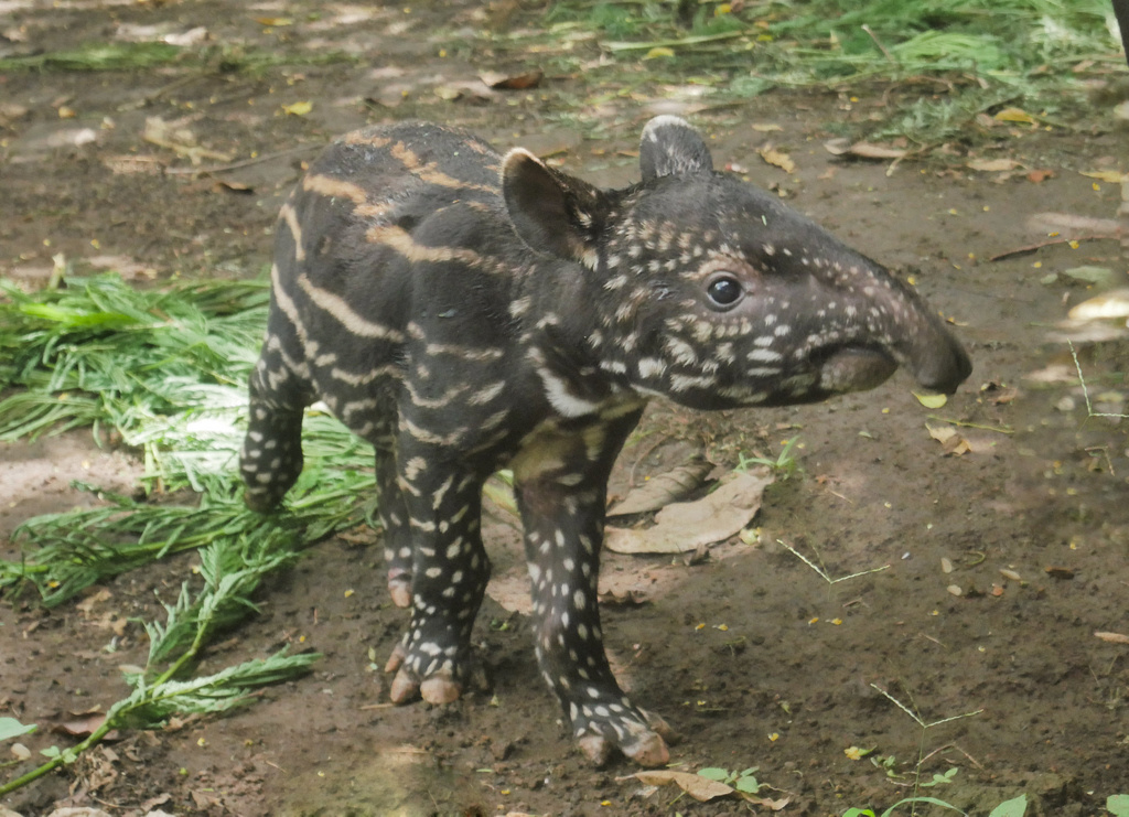 Very funny! Baby Tapir Becomes New Member of Secret Zoo – Batu Secret Zoo