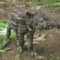 Very funny! Baby Tapir Becomes New Member of Secret Zoo
