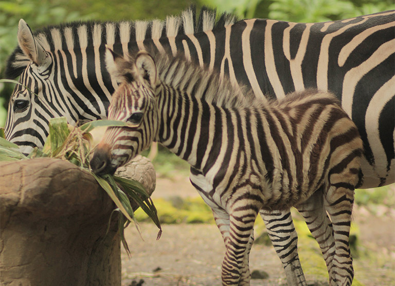 Batu Secret Zoo berhasil Lahirkan 2 Bayi Zebra !